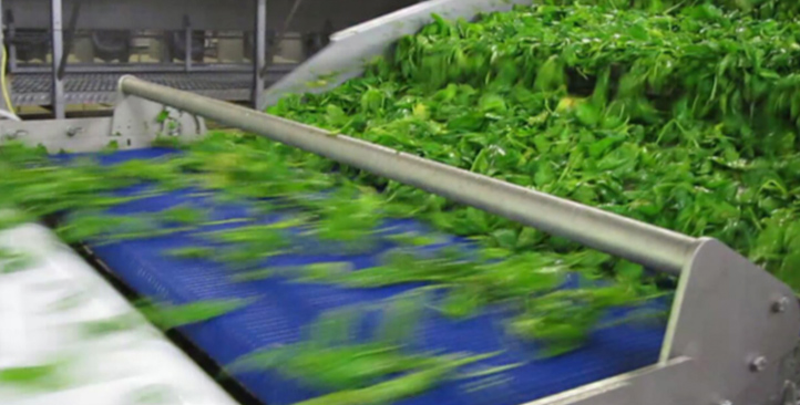 比利时ARDO公司使用Genius™皮带分选机高效率分选新鲜菠菜