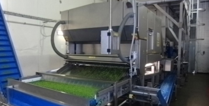 比利时ARDO公司使用Genius™皮带分选机高效率分选新鲜菠菜