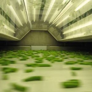 四季豆分选