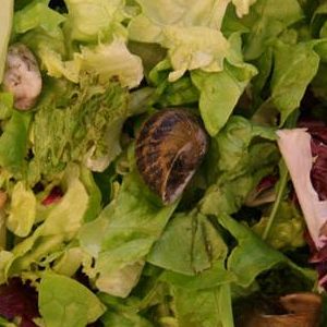 混合沙拉菜分选