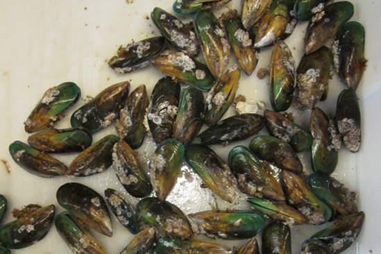mussels-3