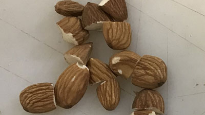 杏仁分選條件或標準：裂半杏仁