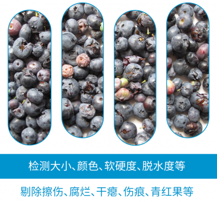 KATO260分选机对蓝莓的大小、颜色、软硬度、脱水度快速检测，准确地将擦伤、腐烂、干瘪、表皮伤痕及青红果等瑕疵品和其他异物剔除