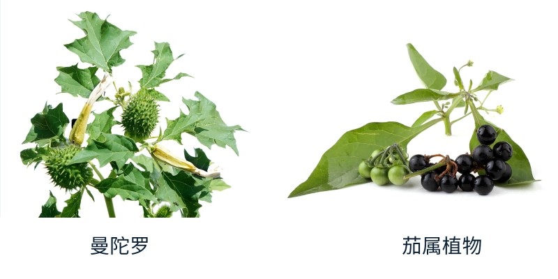 曼陀罗和茄属植物