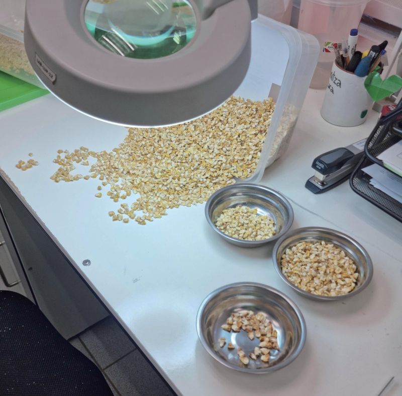 Uwafen Seeds与陶朗合作：高效种子分选解决方案助力玉米生产