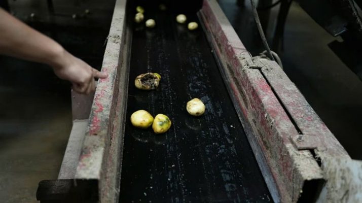 陶朗助力 Sackett Ranch 提升效率与质量：光学分选技术的成功案例