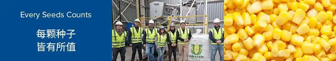 玉米种子分选新标杆：陶朗BSI技术攻克马齿玉米与镰刀菌剔除难题